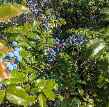 Clusters of ripe Oregon grape berries growing on a leafy shrub in Kelowna.