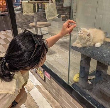 Traveler looking at a fluffy kitten inside a pet shop in Osaka, Japan.