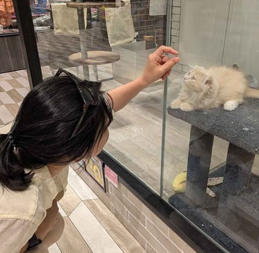 Woman interacting with a fluffy kitten at a pet shop in Shizuoka, Japan.