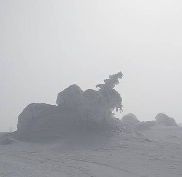 Snow-covered tree formation on a foggy mountain slope with low visibility.