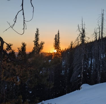 Sunset behind tall pine trees on a snowy mountain slope.