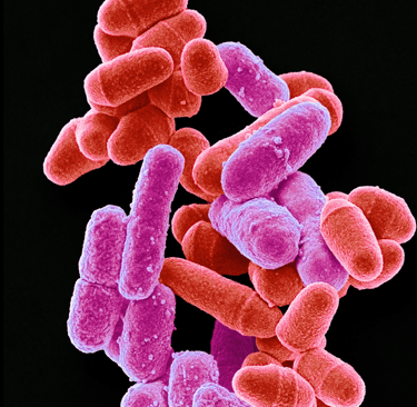 Illustration de bactéries intestinale