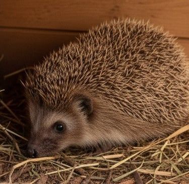 Hedgehog resting in a wooden garden shelter filled with straw, photographed up close
