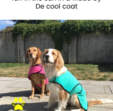 Two dogs wearing pink and teal Made by De cooling coats while sitting outside on a sunny day.