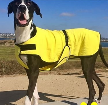 A black and white Great Dane wearing a custom-fit yellow dog cool coat outdoors.