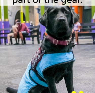 A black Labrador service dog wearing a blue cooling vest and protective paw boots for heat safety.