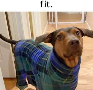 Brown dog wearing blue plaid pajamas