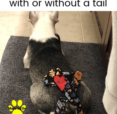 Pitbull wearing a floral patterned dog diaper designed for pets with or without tails.