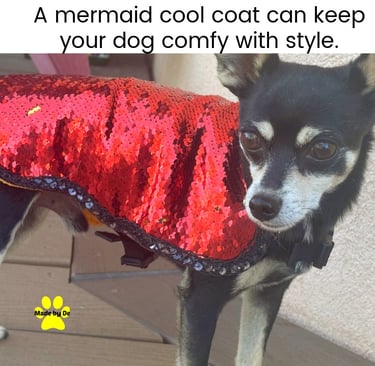 Small black dog wearing a red mermaid sequin cooling coat for sun protection and style.