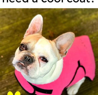 French bulldog wearing a pink dog cool coat
