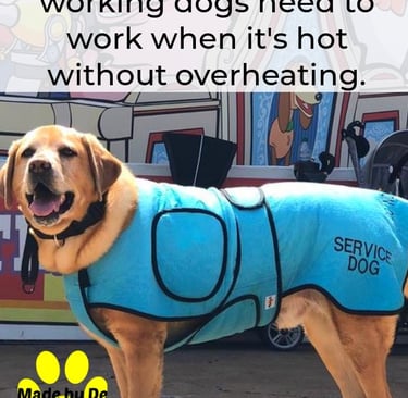 A yellow Lab service dog wears a light blue cooling vest to prevent overheating while working.