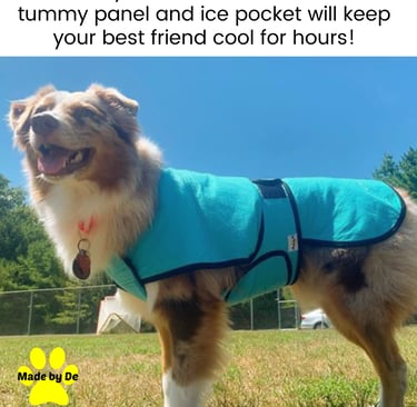 An Australian Shepherd wearing a blue Made by De Cool Coat Plus dog cooling vest outdoors.