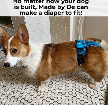 Corgi wearing blue plaid dog diapers standing on tile floor