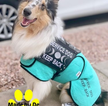Collie wearing a dog cool coat sitting by a car