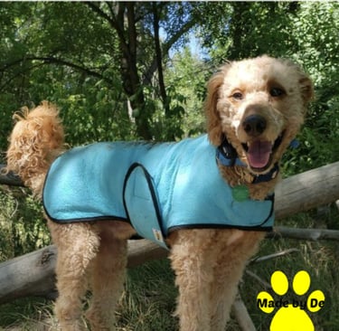 A golden doodle wearing a blue dog cool coat and booties while standing on a log outdoors.
