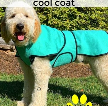 A doodle wearing a teal dog cool coat with tummy panel