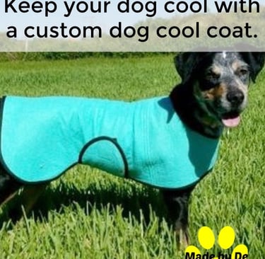 Black and white dog wearing a teal cool coat standing in the grass