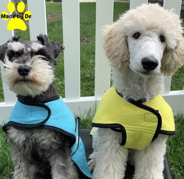 A Schnauzer and Poodle wearing blue and yellow dog cool coats for heat relief.