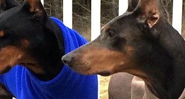 Two Doberman Pinschers wearing fleece dog coats