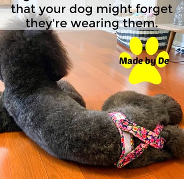 A grey poodle wearing flowered dog diapers lying on a wood floor