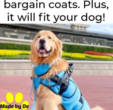 Golden retriever service dog wearing a custom blue dog coat and protective paws boots.