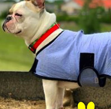 French Bulldog, a brachycephalic breed, wearing a dog cool coat