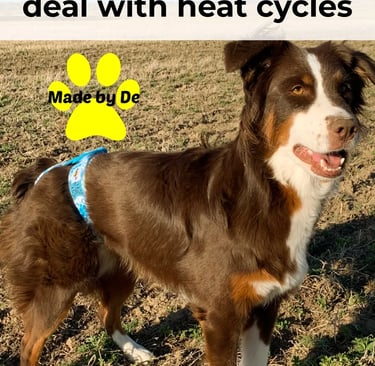 Australian Shepherd wearing blue dog diapers standing in a field