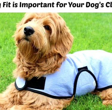 Fluffy brown dog wearing a cool coat, lying in the grass