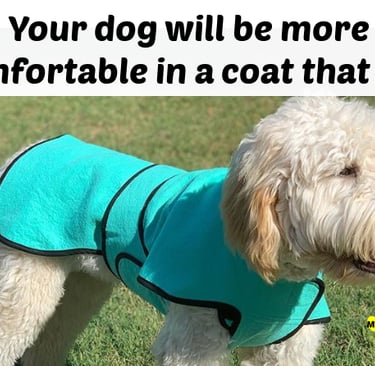 A fluffy white dog wearing a comfortable turquoise dog cool coat standing on green grass.