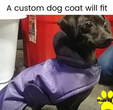 Black dachshund wearing a purple Extreme winter dog coat
