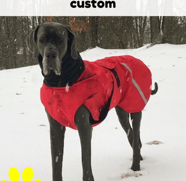 Great Dane wearing a red winter dog coat standing in the snow