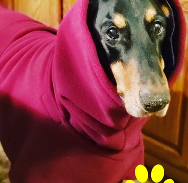 A Doberman Pinscher wearing a cozy burgundy fleece dog for cold weather comfort.