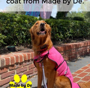 Golden retriever wearing a pink dog cool coat from Made by De to stay hydrated and cool in summer heat.