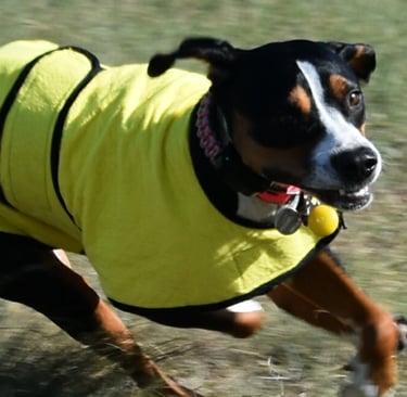 Large black dog wearing yellow dog cool coat running