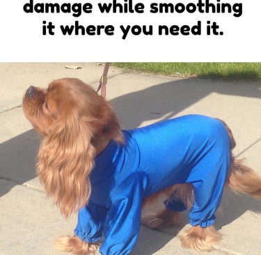 Cavalier Spaniel wearing a blue spandex suit for grooming