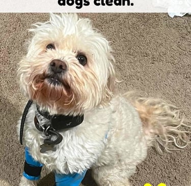 Small white fluffy dog wearing blue waterproof dog leggings to keep paws and fur clean.