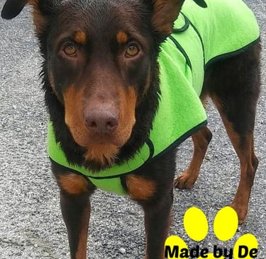 Brown dog wearing a green dog cool coat standing on pavement