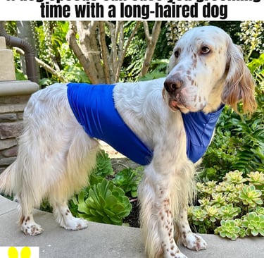 A long-haired English Setter wearing a blue dog speedo for grooming protection.