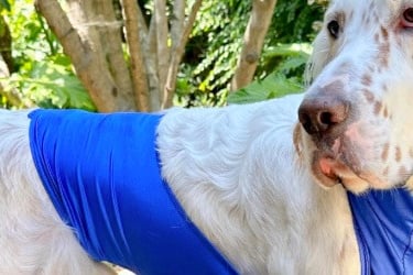 English Setter in blue pee coat