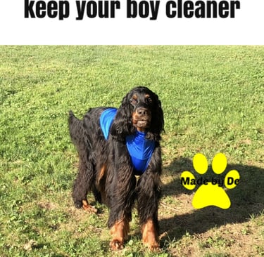 A Gordon Setter wearing a blue dog pee coat protector while standing in a grassy field.