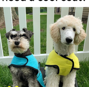 A Schnauzer and Poodle wearing blue and yellow cooling dog coats outdoors.