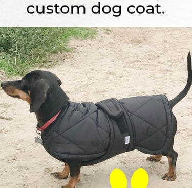 Dachshund wearing a well fitted quilted dog coat