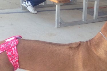 Large dog wearing dog diapers