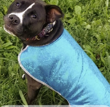 A black and white pitbull wearing a blue show dog cool coat while sitting in green grass.