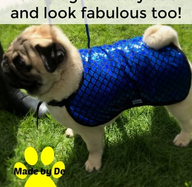 A tan pug wearing a shiny blue mermaid scale pattern dog cooling vest while standing on green grass.