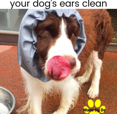 A brown and white spaniel dog wearing a blue snood to keep its long ears clean while eating.