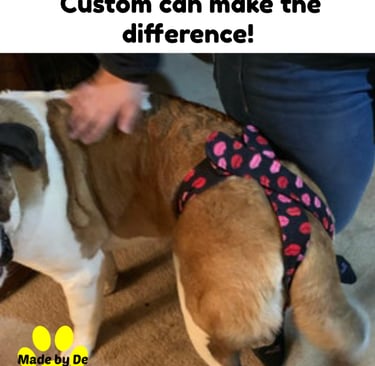 A brown and white wearingSt. Bernard wearing  a custom patterned dog diaper with a comfortable fit.