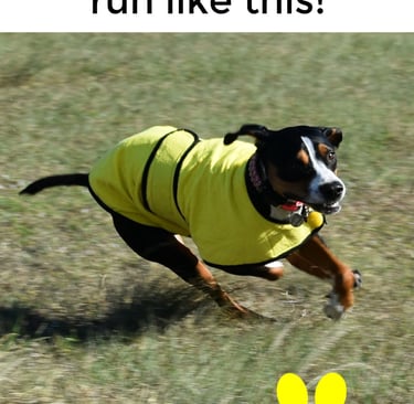 Black and tan dog wearing yellow cool coat running in field