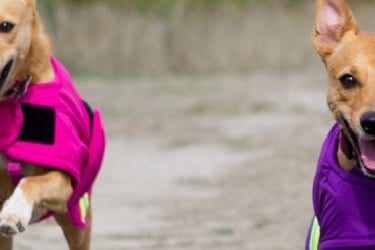Two dogs wearing winter coats running toward camera