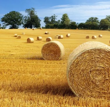 Terreno agricolo 1,4 ettari in vendita Cimavilla Codognè Treviso – fronte strada principale